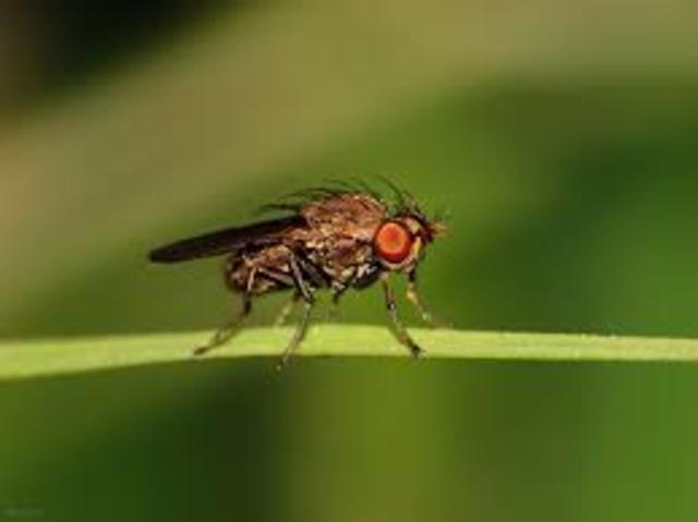 Redescubrimiento de Mendel