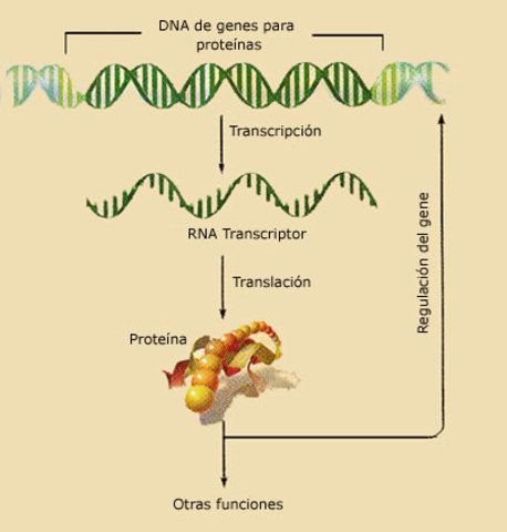 Los genes codifican proteínas.