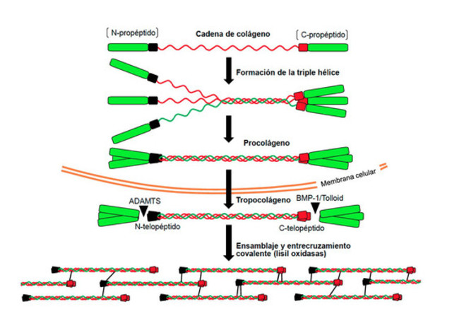 Teoría Natural de la Evolución Molecular