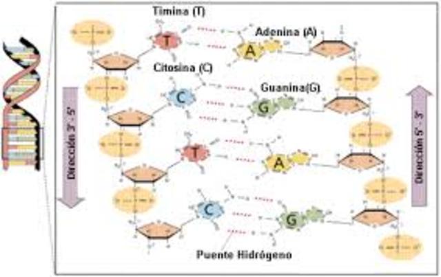 Los nucleótidos y los transposones.