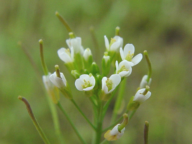 Genoma de Arabidopsis