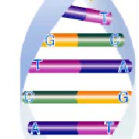 Serie del genoma humano