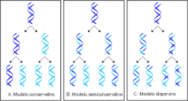 La replicación del ADN es semiconservativa.