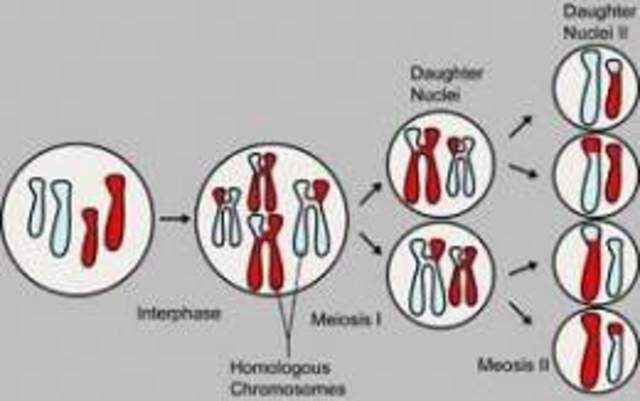 Gualterio Sutton y Theodor Boveri