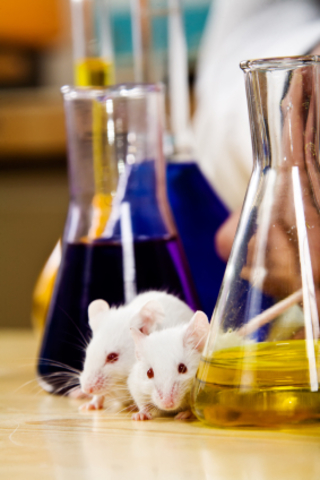 Universidad de Harvard