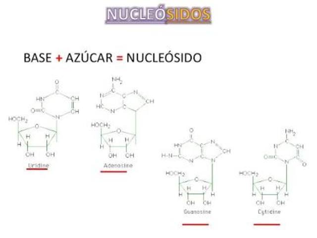 Descubrimiento de azúcar en el DNA