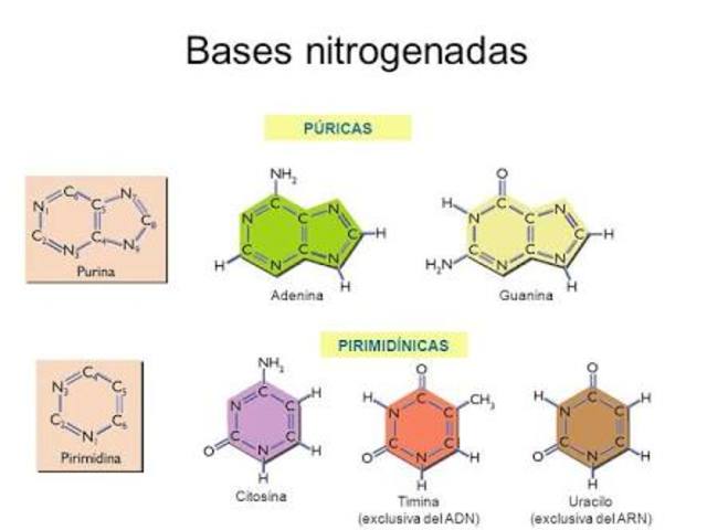 Las bases nitrogenadas en el DNA