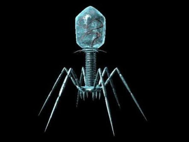 Bacteriófago T2