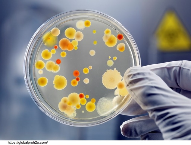 Investigaciones en los aspectos microbiológicos.