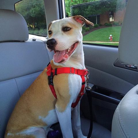 Charlie has CCL surgery