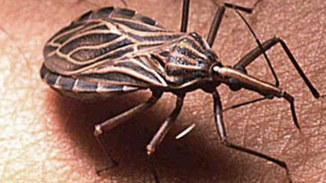 Vacuna contra Chagas
