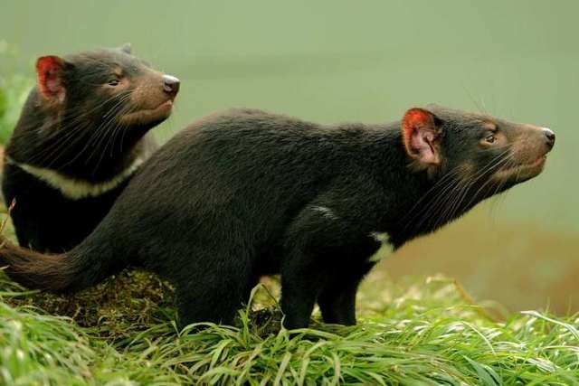 Demonio de tasmania contra superbacterias