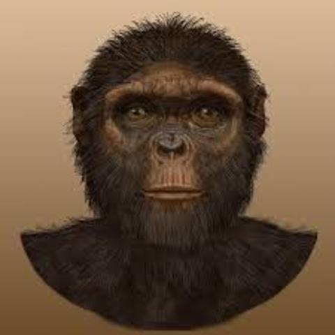 Ardipithecus Ramidus