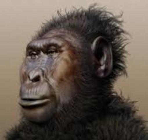 Paranthropus Boisei