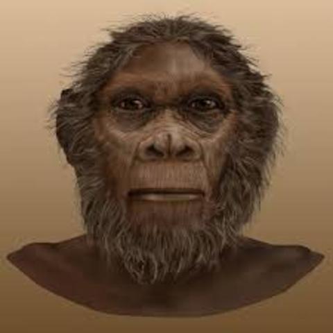 Homo Rudolfensis