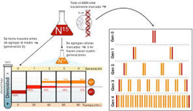 Experimento de Meselson-Stahl