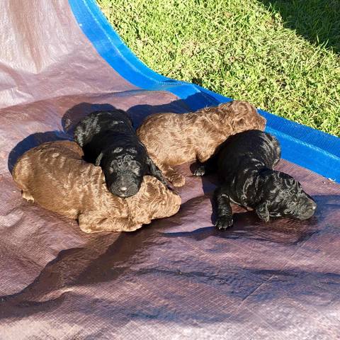 Reconstruction talk begin