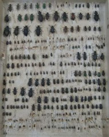 Coleccionar escarabajos