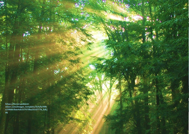 Importancia del ambiente