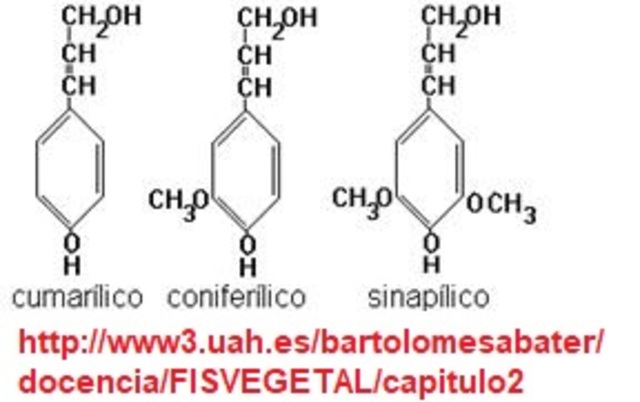 Implementacion de ligninas