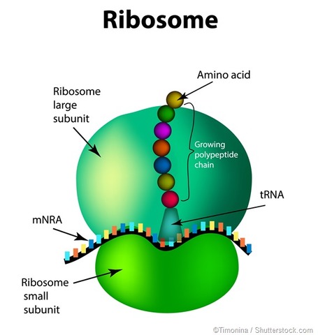 Mapeos de alta resolución en ribosomas