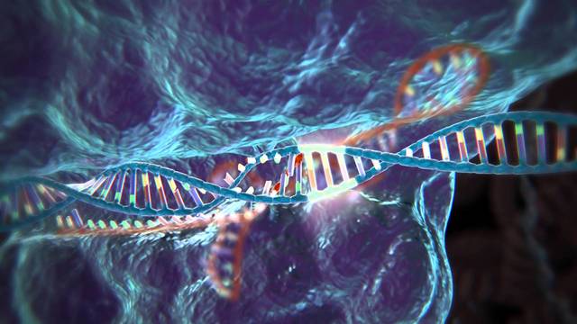 CRISPR-CAS9