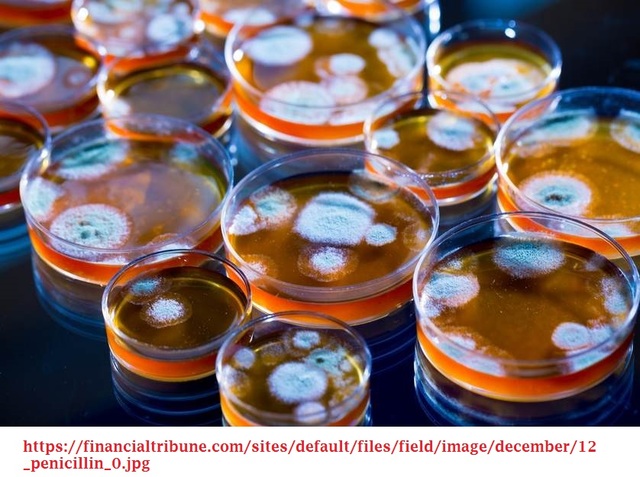 Penicilina, producción a nivel industrial