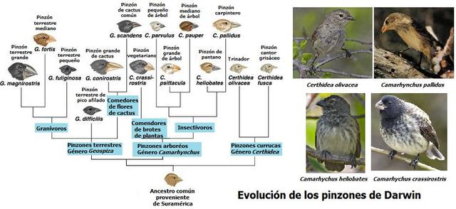Después del Beagle: pinzones y ñandúes distintos.