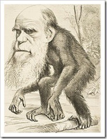 Selección Natural I