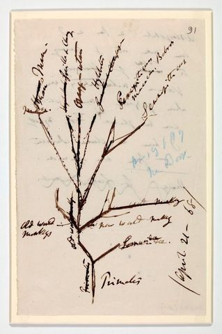 Ideas sobre las distintas especies de pinzones, ñandúes y tortugas.