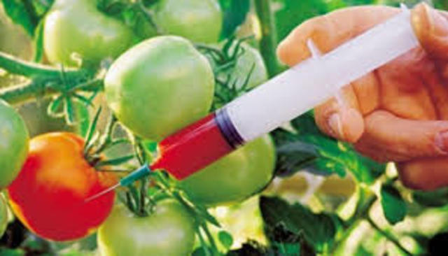 Creación de la primeras plantas transgénicas