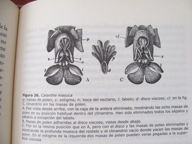 Libro: "Fecundación de las orquídeas"