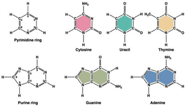 Heinrich Matthaei, Severo ochoa y Marshall Nirenberg