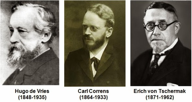 Hugo de Vries, Carl Correns y Eric Von Tschermak
