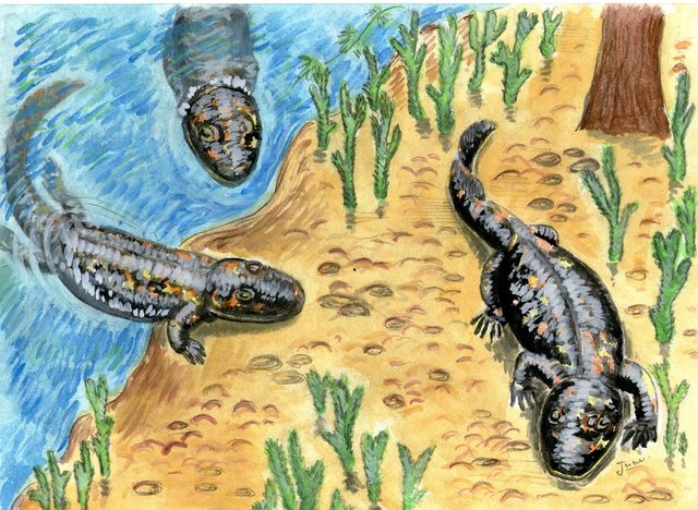 Del agua a la tierra