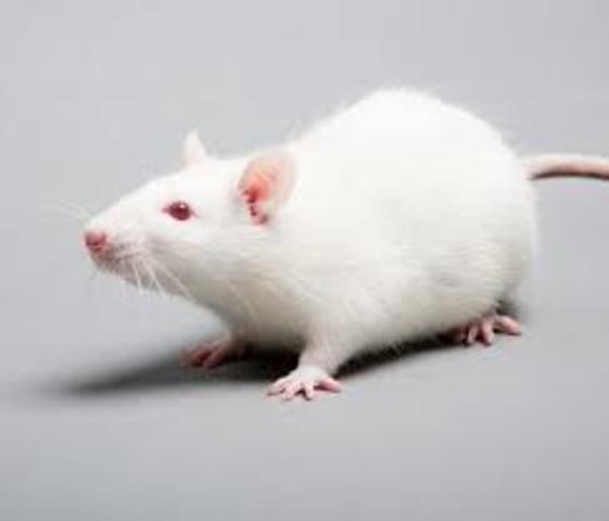 Primer animal transgénico