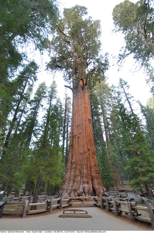 Árbol General Sherman