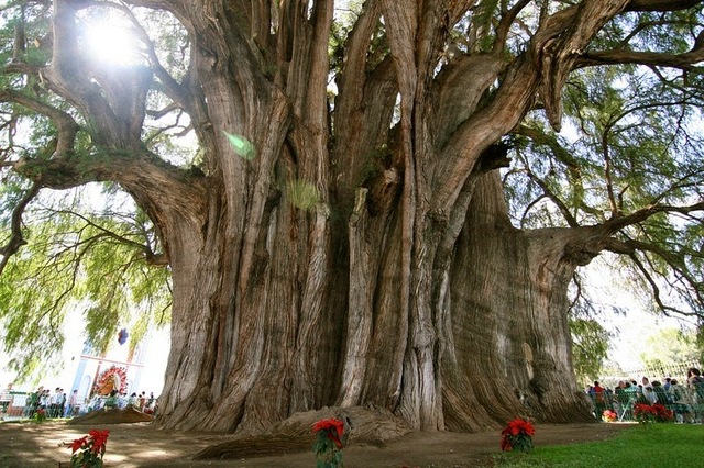 Árbol de Tule