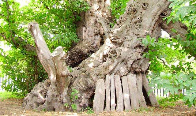 Árbol El castaño de los 100 caballos
