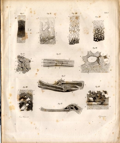 Johann Friedrich Miescher