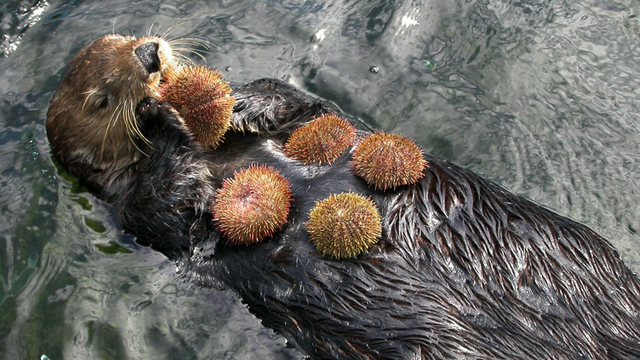 Birth of the Sea Otter Trade