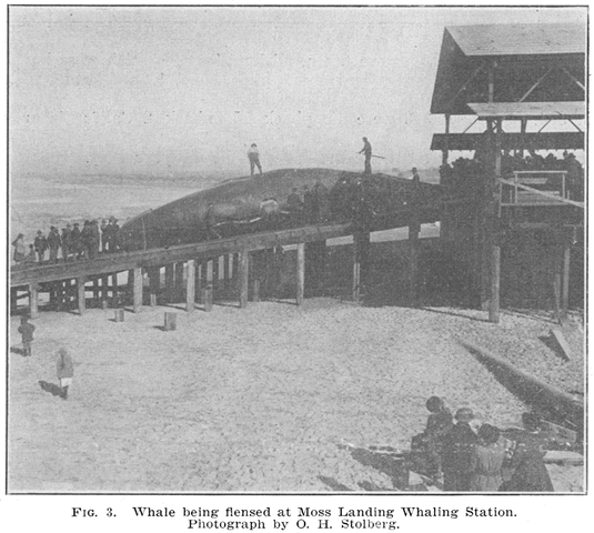 Peak of Whaling Catch