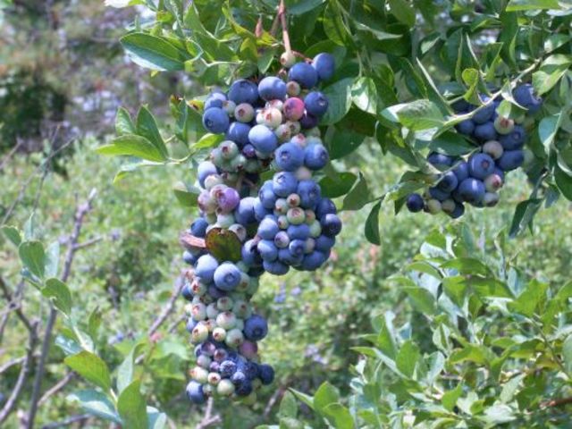 Indigo is Cultivated in American