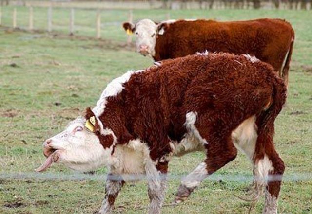 Sindrome de las Vacas