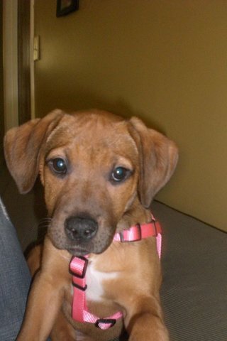 Adopted Honey from Grant County Animal Shelter