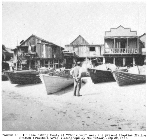 1890: The Chinese no longer allowed to fish changed to squid