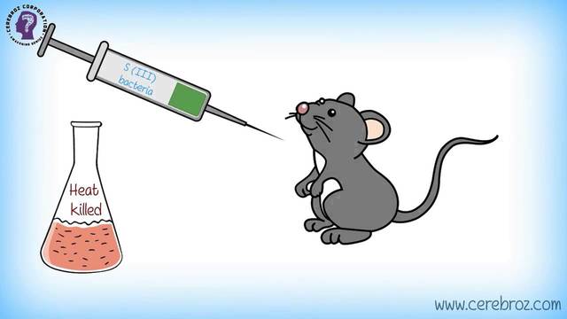 Experimento de Griffith