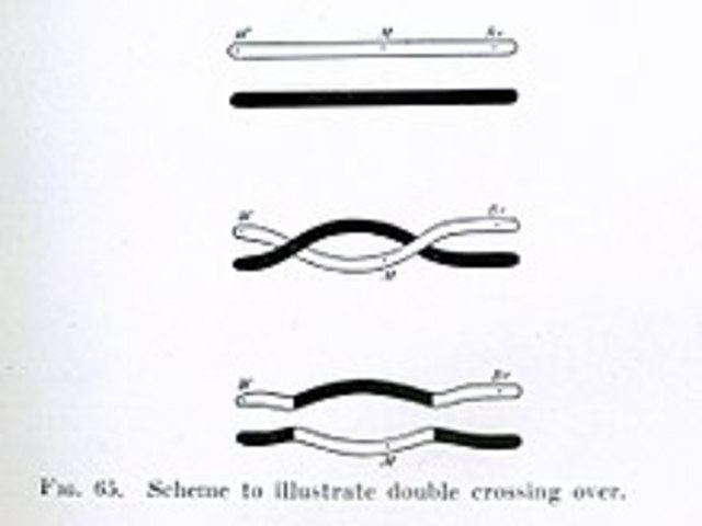 El entrecruzamiento es la causa de la recombinación