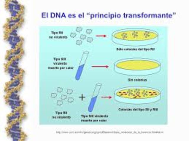 Principio transformante