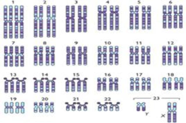 Humanos: 46 Cromosomas